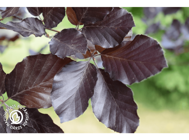 Fagus sylvatica   'Purpurea Latifolia'